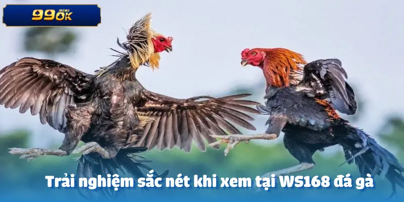 ws168-da-ga